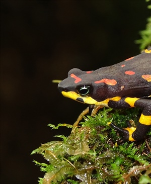 Monitoring Atelopus varius