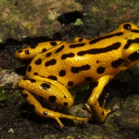 Zoektocht naar Andinobates altobueyensis